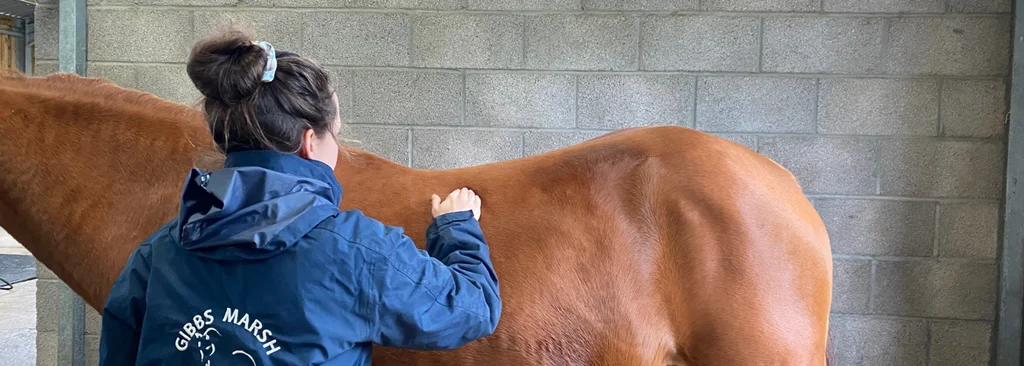 Acupuncture treatment at Gibbs Marsh Equine