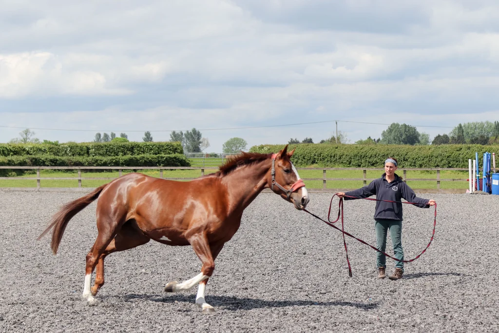 Gibbs Marsh Equine practice, Stalbridge