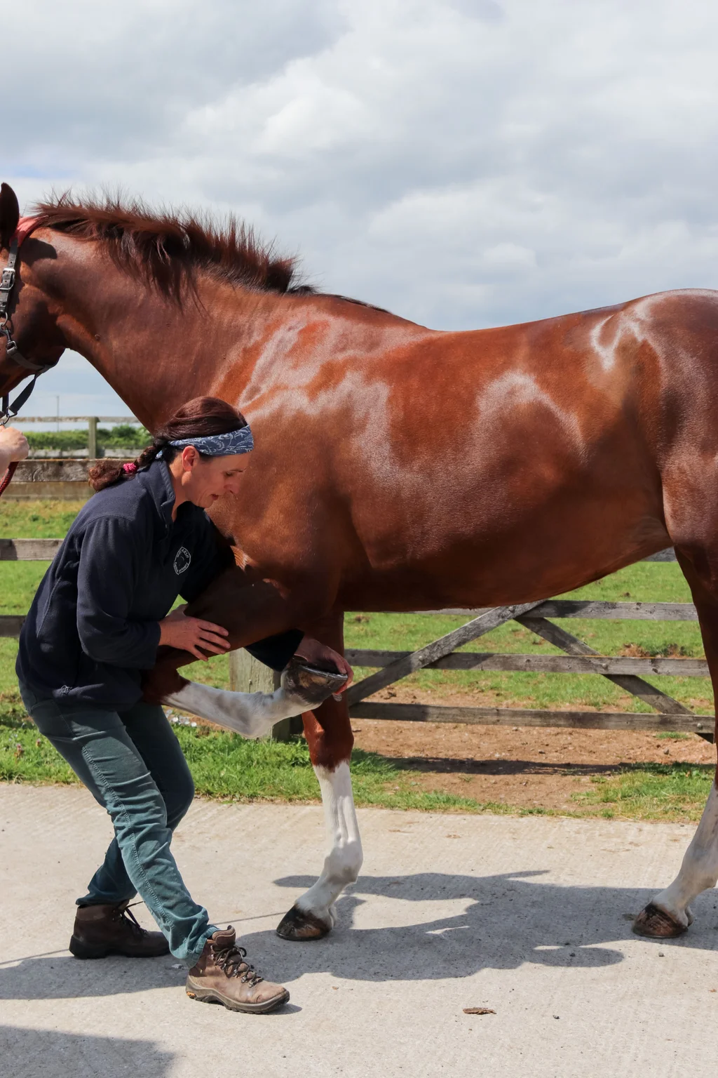 Hoof examination at Gibbs Marsh Equine
