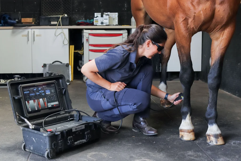 Laser therapy treatment at Gibbs Marsh Equine