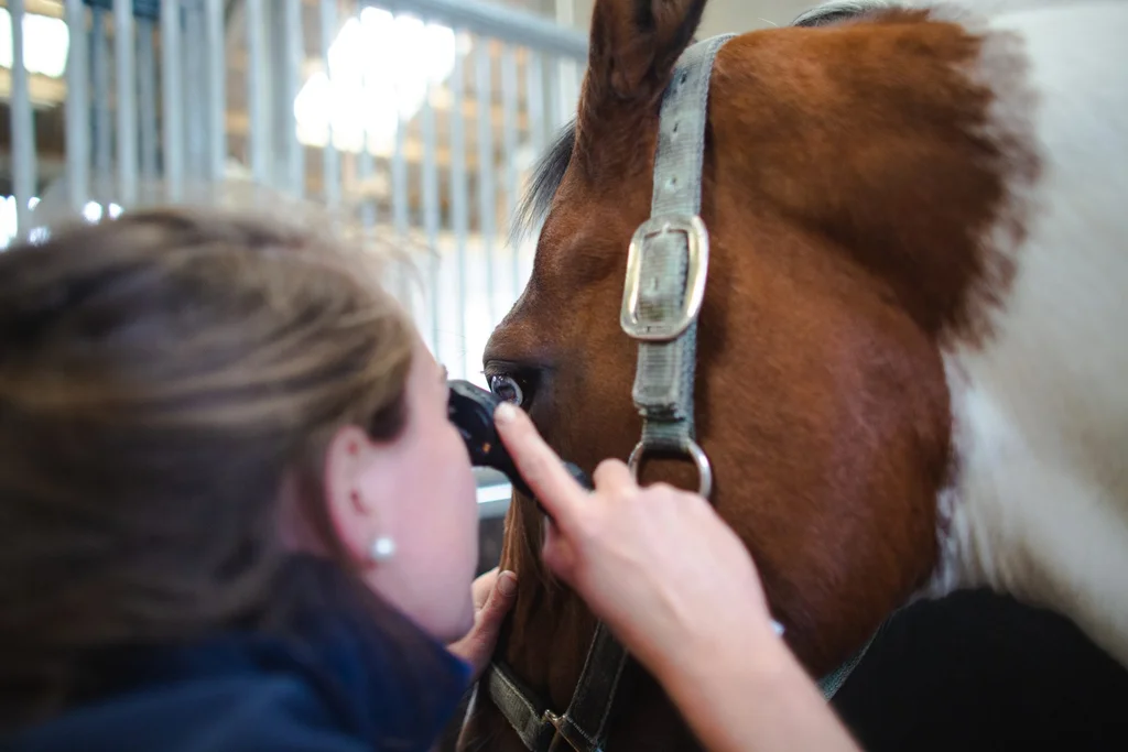 Equine ophthalmology examination at Gibbs Marsh
