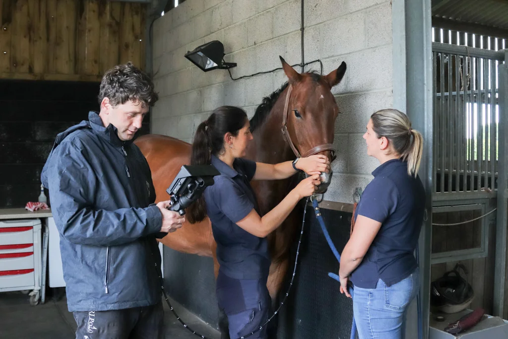 Respiratory endoscopy at Gibbs Marsh Equine