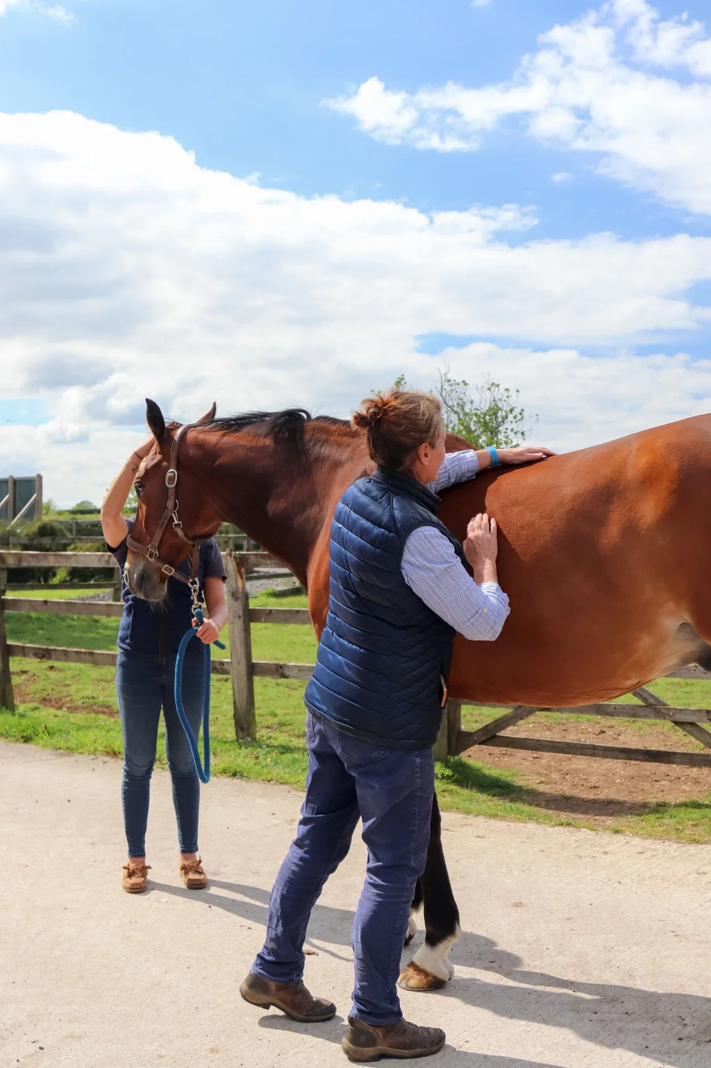 Veterinary examination at Gibbs Marsh Equine