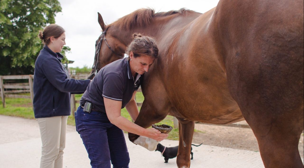 Prepurchase Exam Gibbs Marsh Equine Vets in Dorset