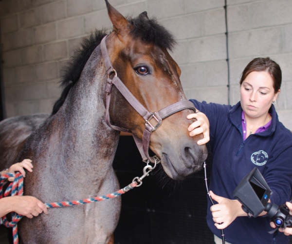 Vet Technicians