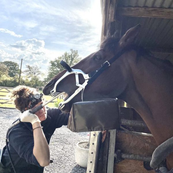 equine-dentistry